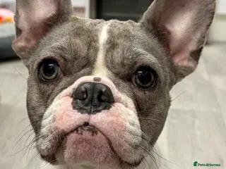 French Bulldog dogs Beautiful French bulldog pups - Advert 2