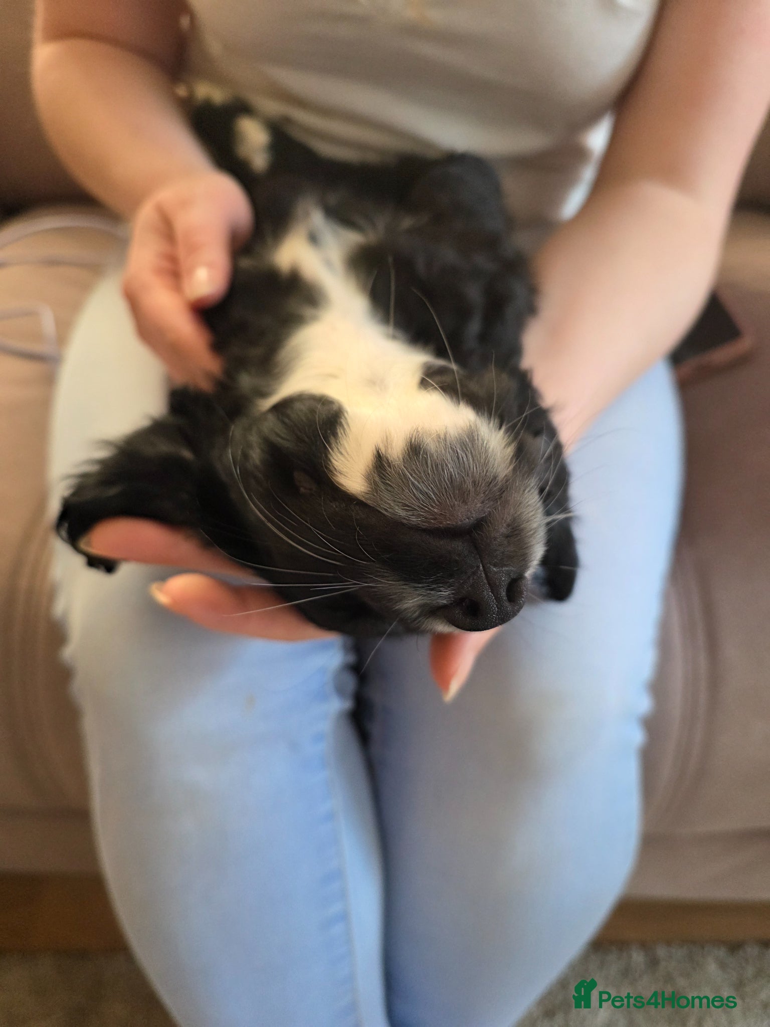 Cocker Spaniel dogs Working Cocker Spaniel Puppies - Advert 2