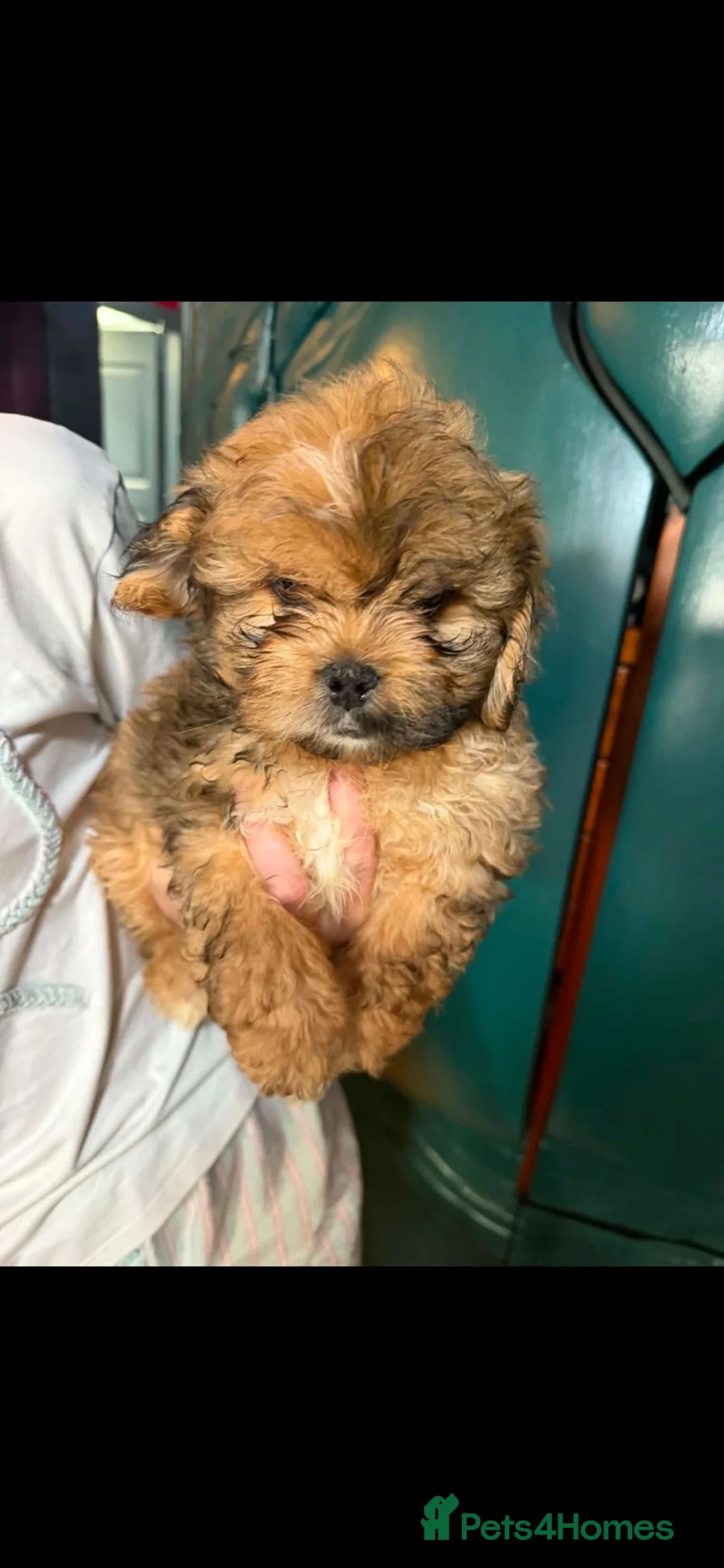 Mixed Breed dogs for sale: Stunning Peekapoo puppies in Brechin - Advert 10