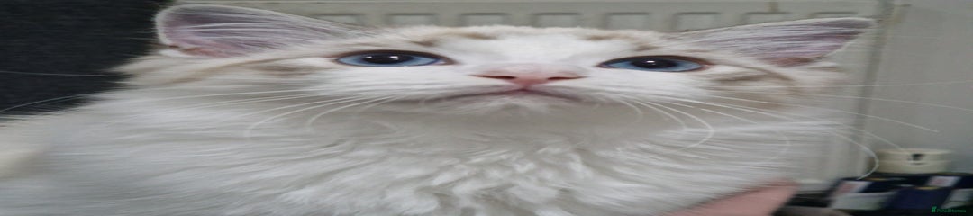 Ragdoll Kitten 1