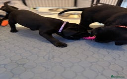 Labrador Retriever dogs for sale: Black/fox Labrador kc with 5 wks free insurance  - Image 34