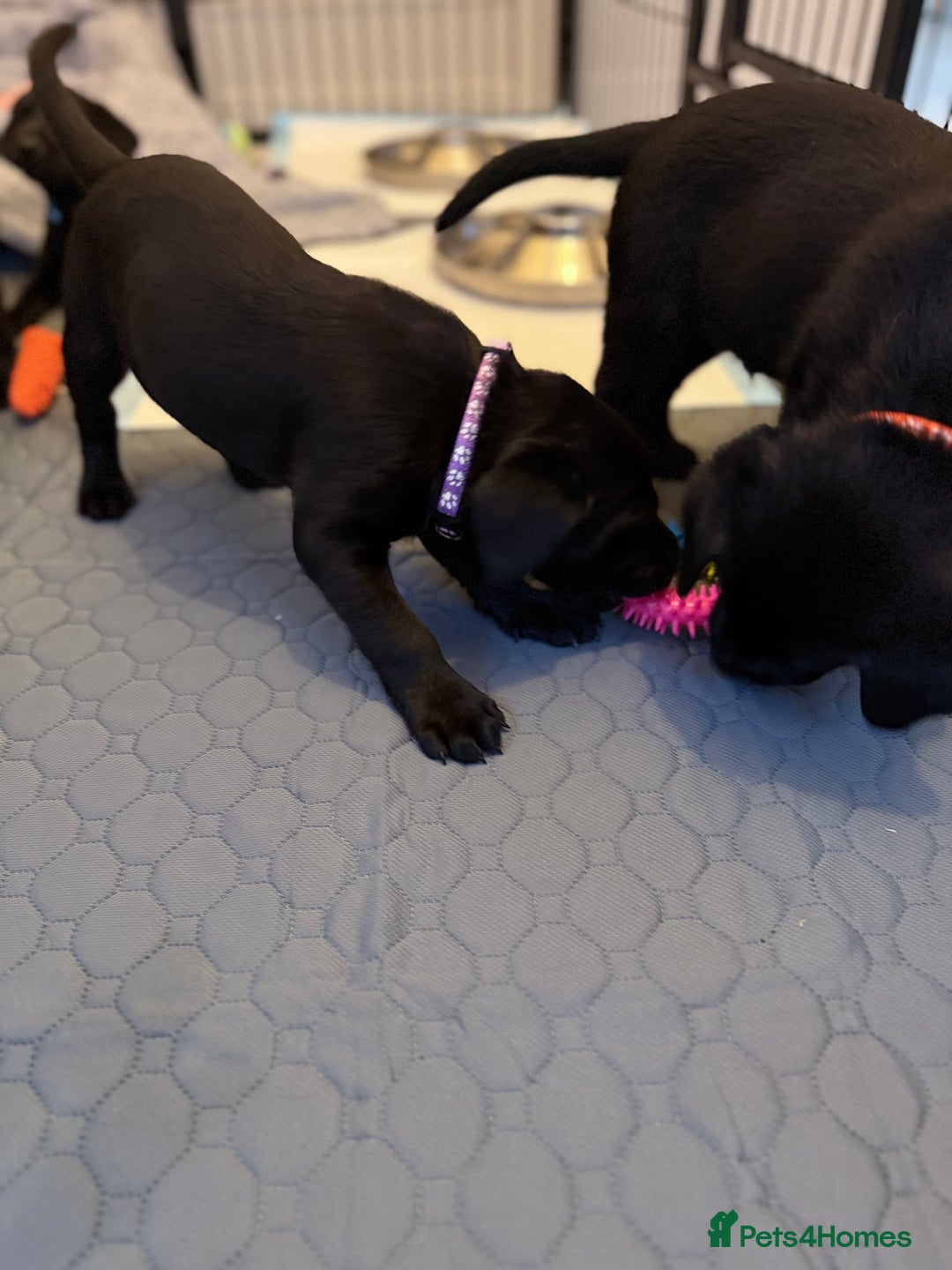 Labrador Retriever dogs for sale: Black/fox Labrador kc with 5 wks free insurance  - Image 34