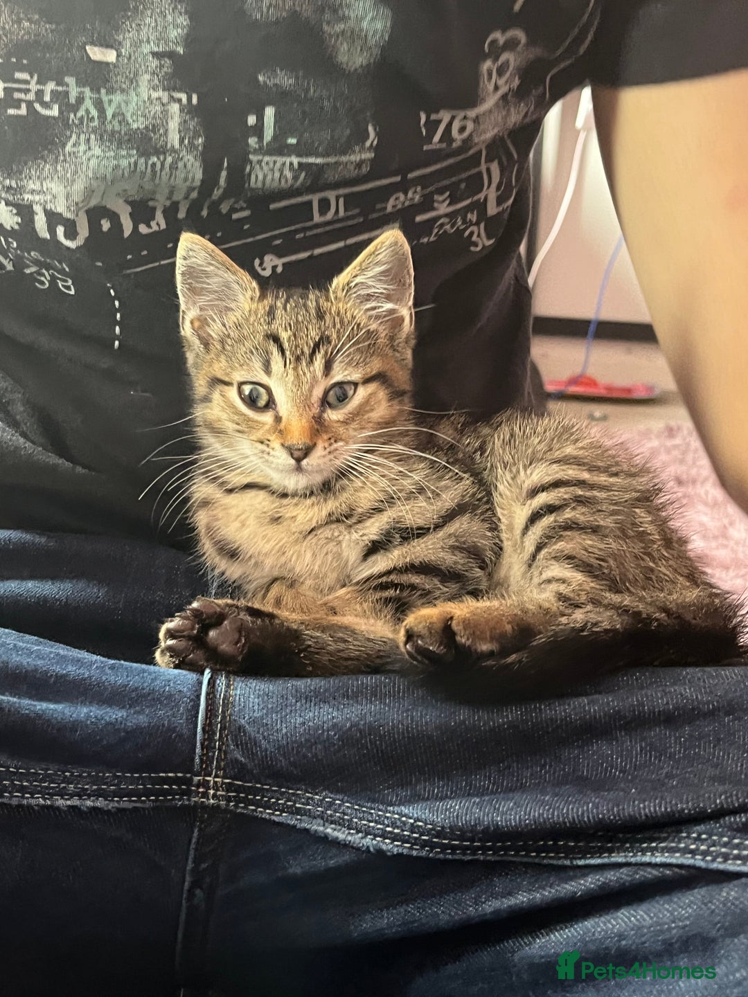 Domestic Shorthair cats for sale: Loving Male Tabby For Sale - Image 6