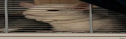 Chinchilla rodents for sale: X2 female chinchillas with FULL SET UP - Advert 2