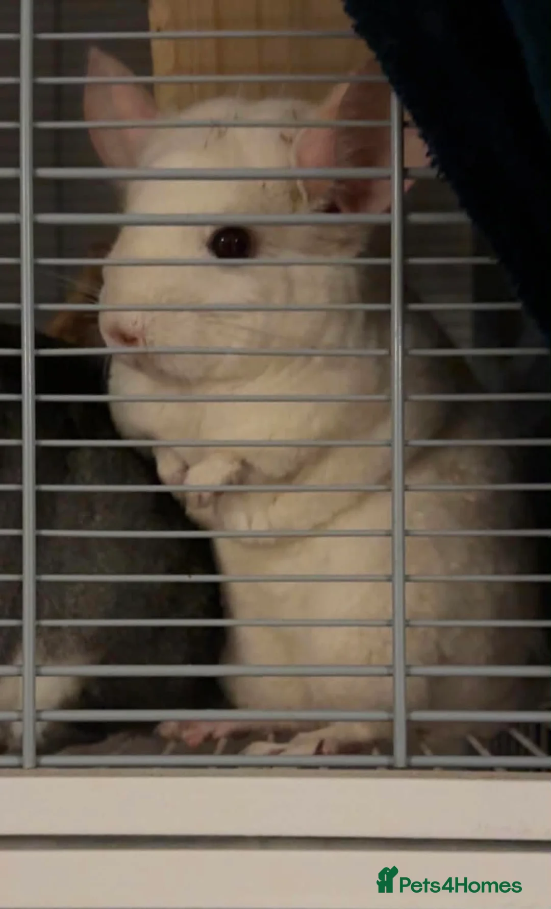 Chinchilla rodents for sale: X2 female chinchillas with FULL SET UP - Advert 2