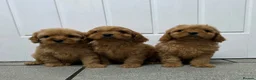 Cavapoo dogs for sale: dna clear f1 red cavapoo puppies , FAMILY REARED in Alford - Advert 13