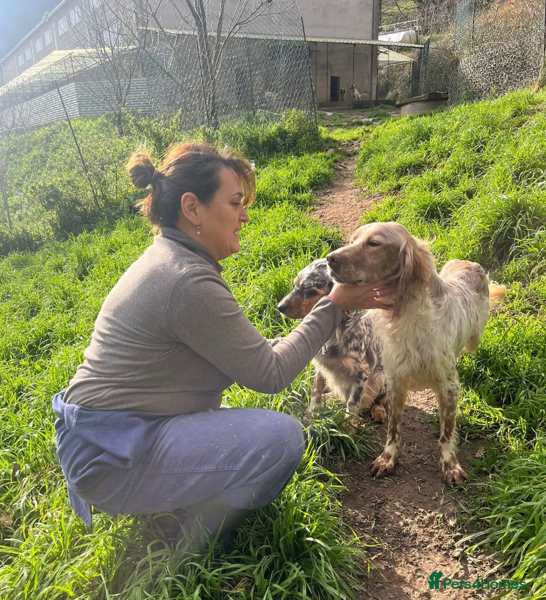 English Setter dogs for adoption: Lobo  - Advert 3