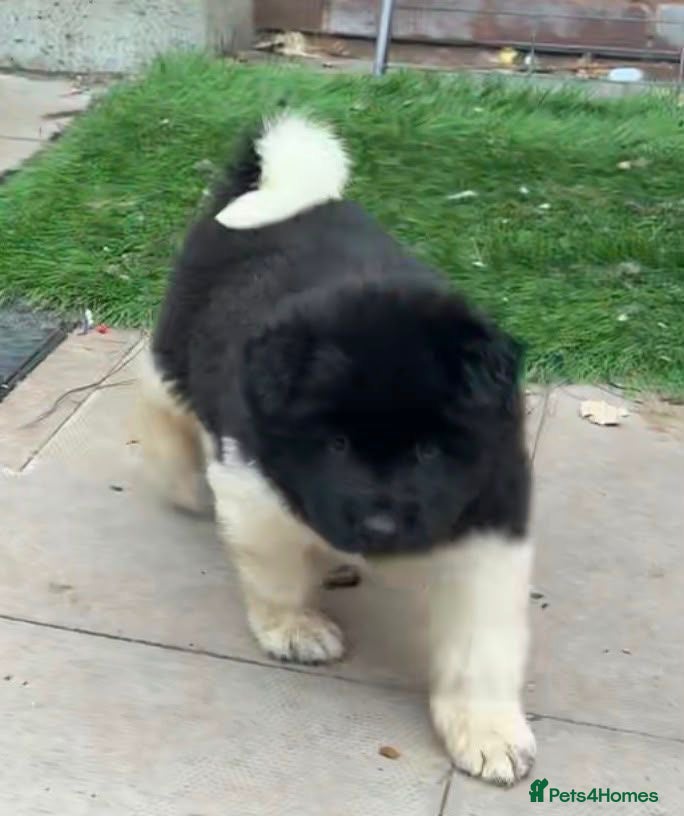 Akita dogs Amazing bundles of joy looking for Forever Homes - Advert 2