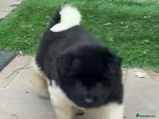 Akita dogs Amazing bundles of joy looking for Forever Homes - Advert 2