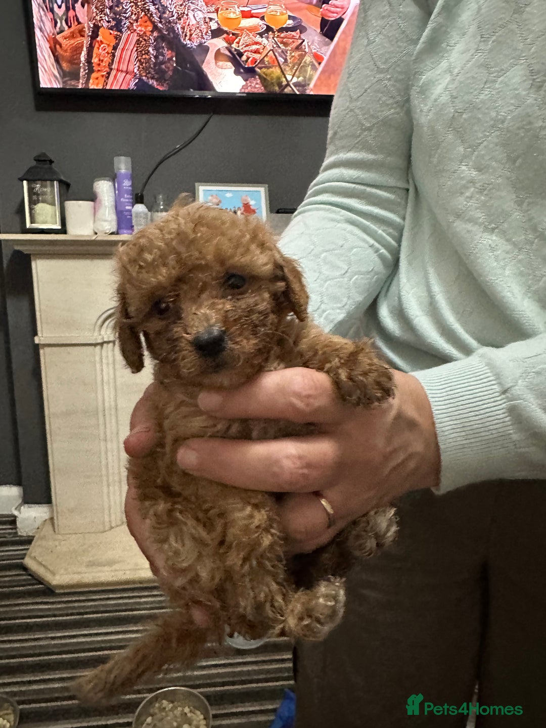 Cockapoo dogs for sale: Miniature cockapoo puppies - Image 5