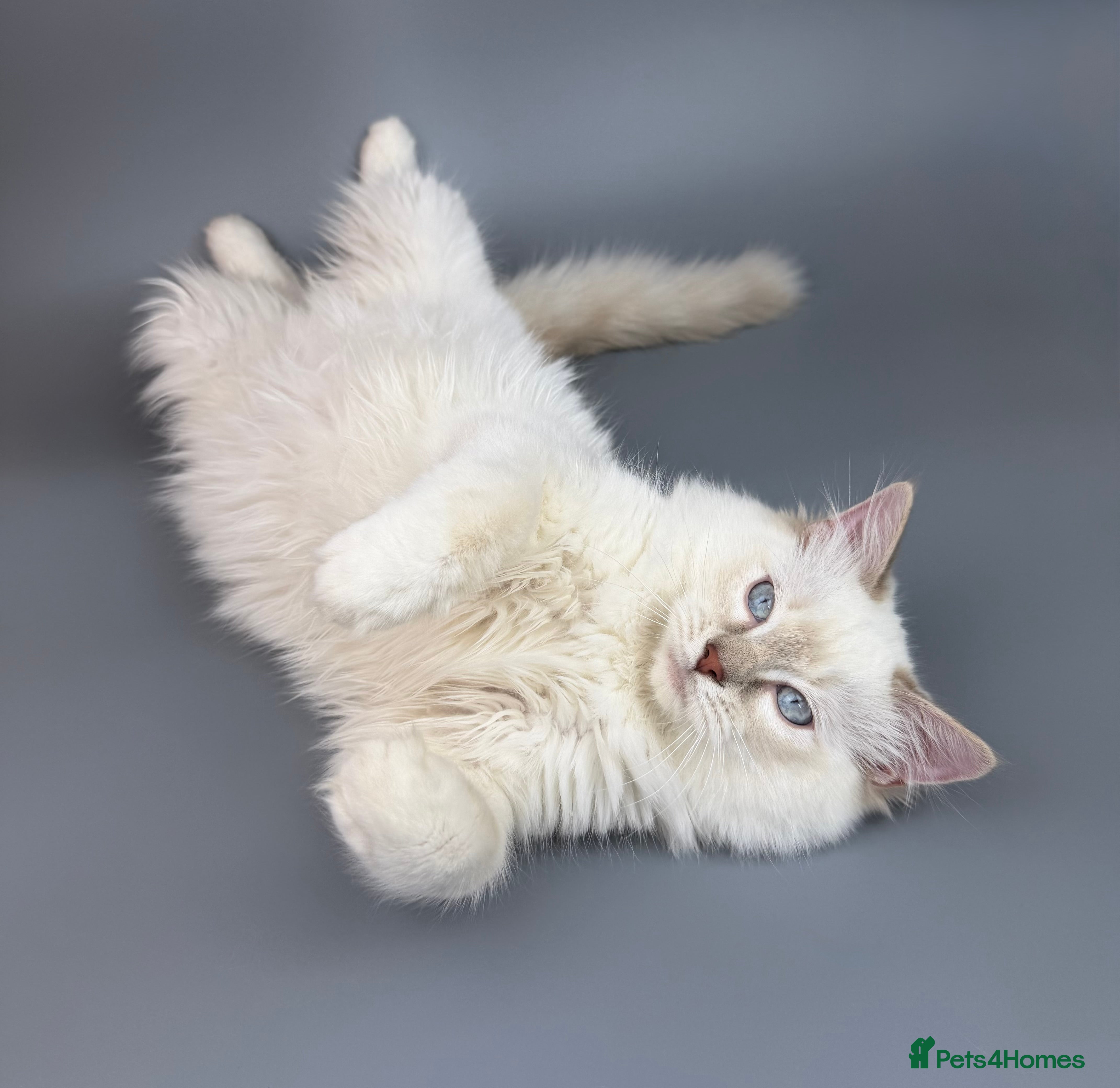 Ragdoll cats BONDED RAGDOLL BROTHERS - HEALTH TESTED PARENTS - Advert 16