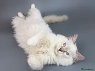 Ragdoll cats BONDED RAGDOLL BROTHERS - HEALTH TESTED PARENTS - Advert 16