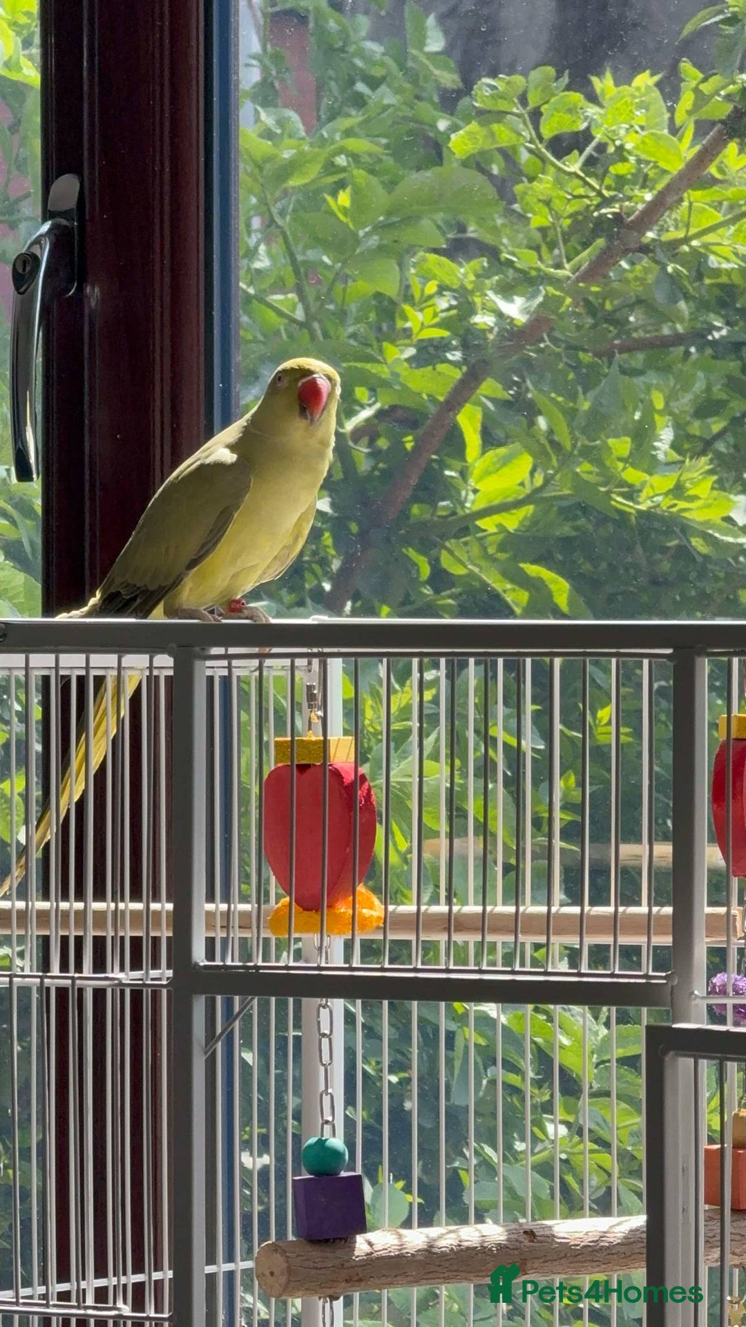 Ringnecks birds for sale: Violet ringneck / and green ringneck for sale  - Image 8