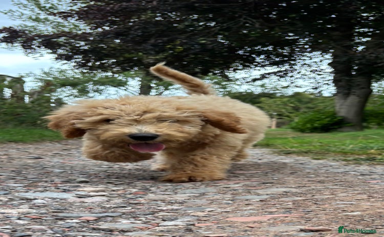 Labradoodle dogs - Advert 4