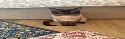 Siamese cats for sale: Siamese male cat - Advert 5
