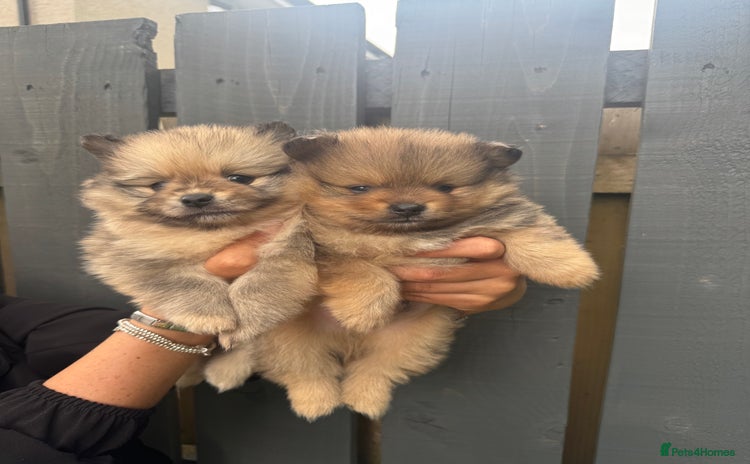 Pomeranian dogs - Advert 14