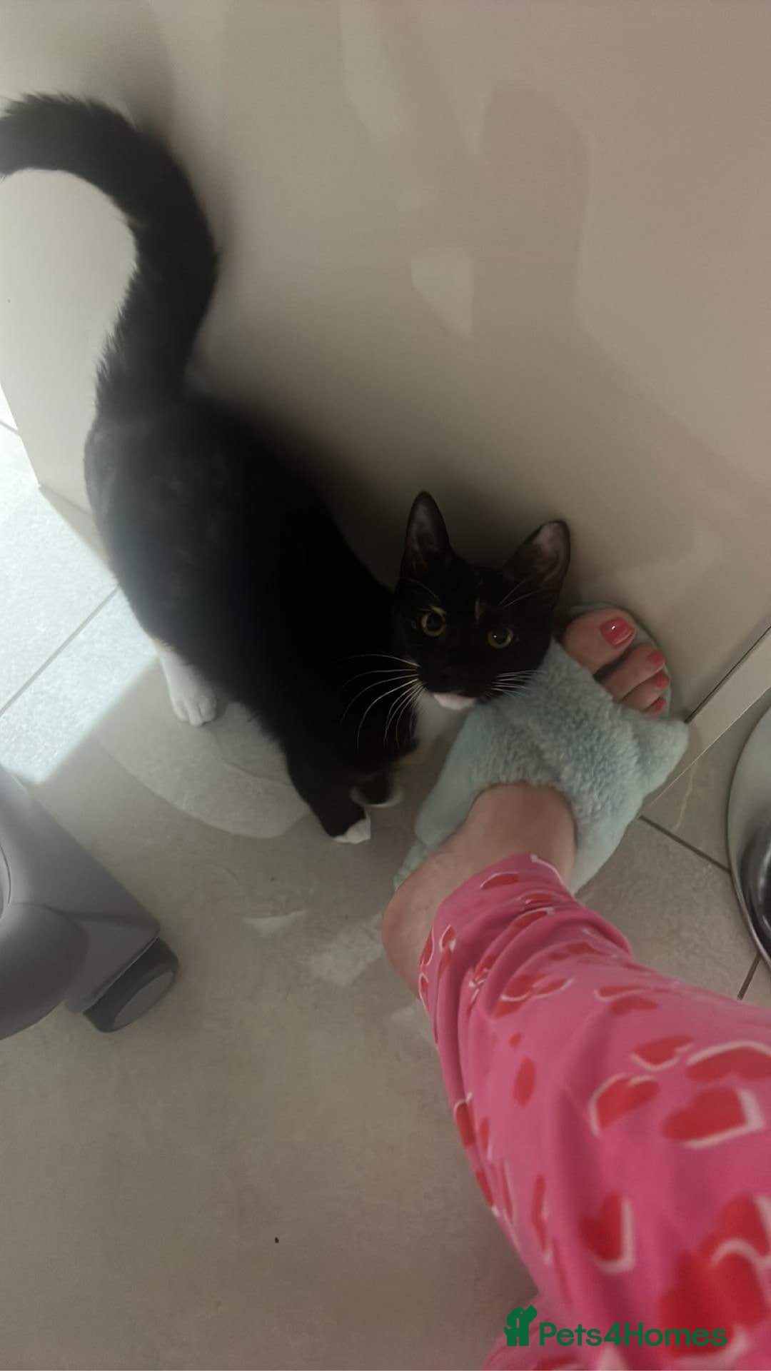 American Shorthair cats for sale: 1 grey male and 2 female for sale  - Advert 1