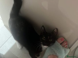 American Shorthair cats 1 grey male and 2 female for sale - Advert 1