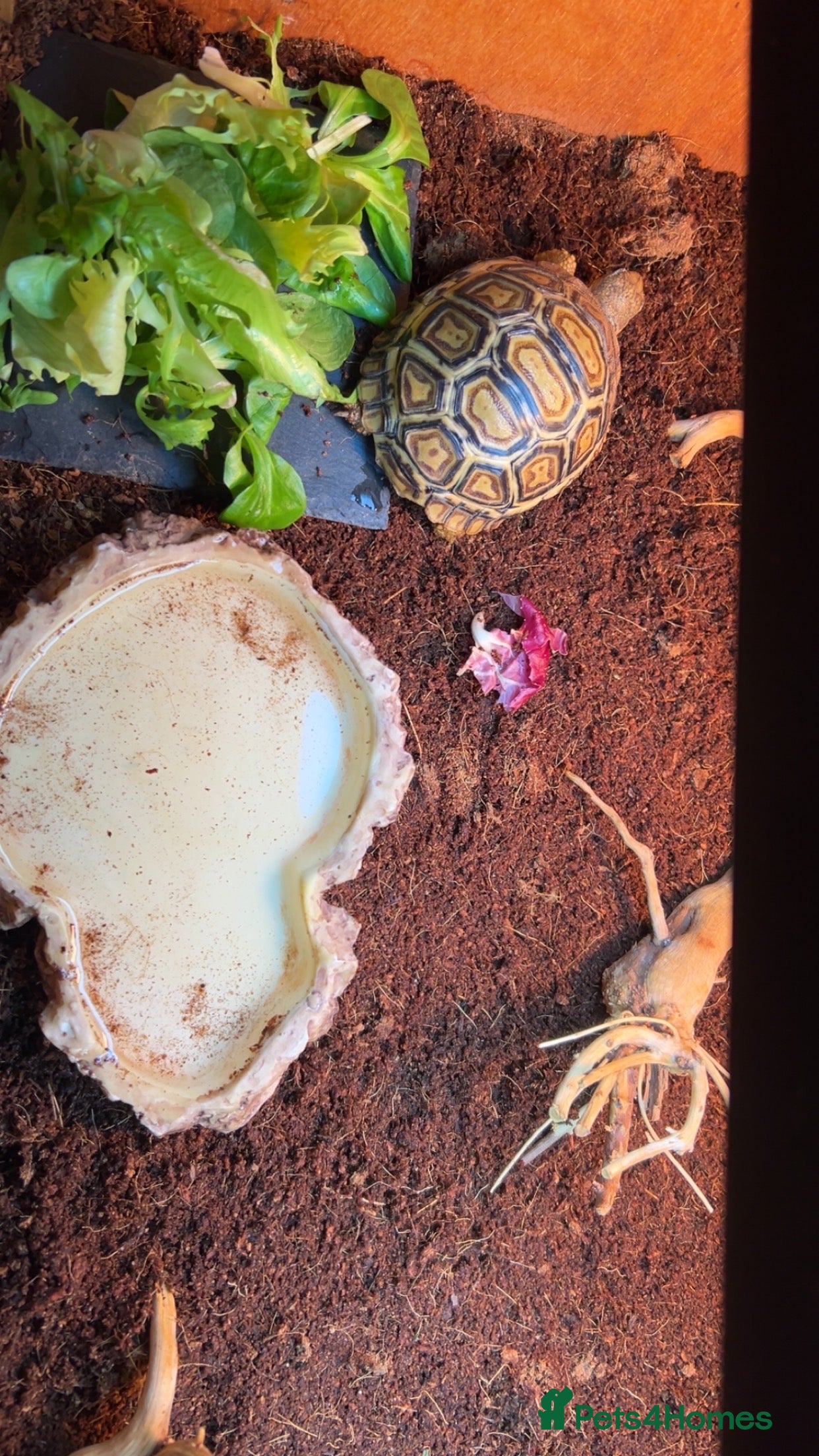 Tortoise reptiles Leapord tortoise  - Advert 2