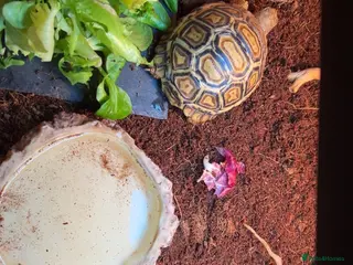 Tortoise reptiles Leapord tortoise - Advert 2