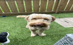 Cockapoo dogs for sale: Male cockapoo F1B - Image 2