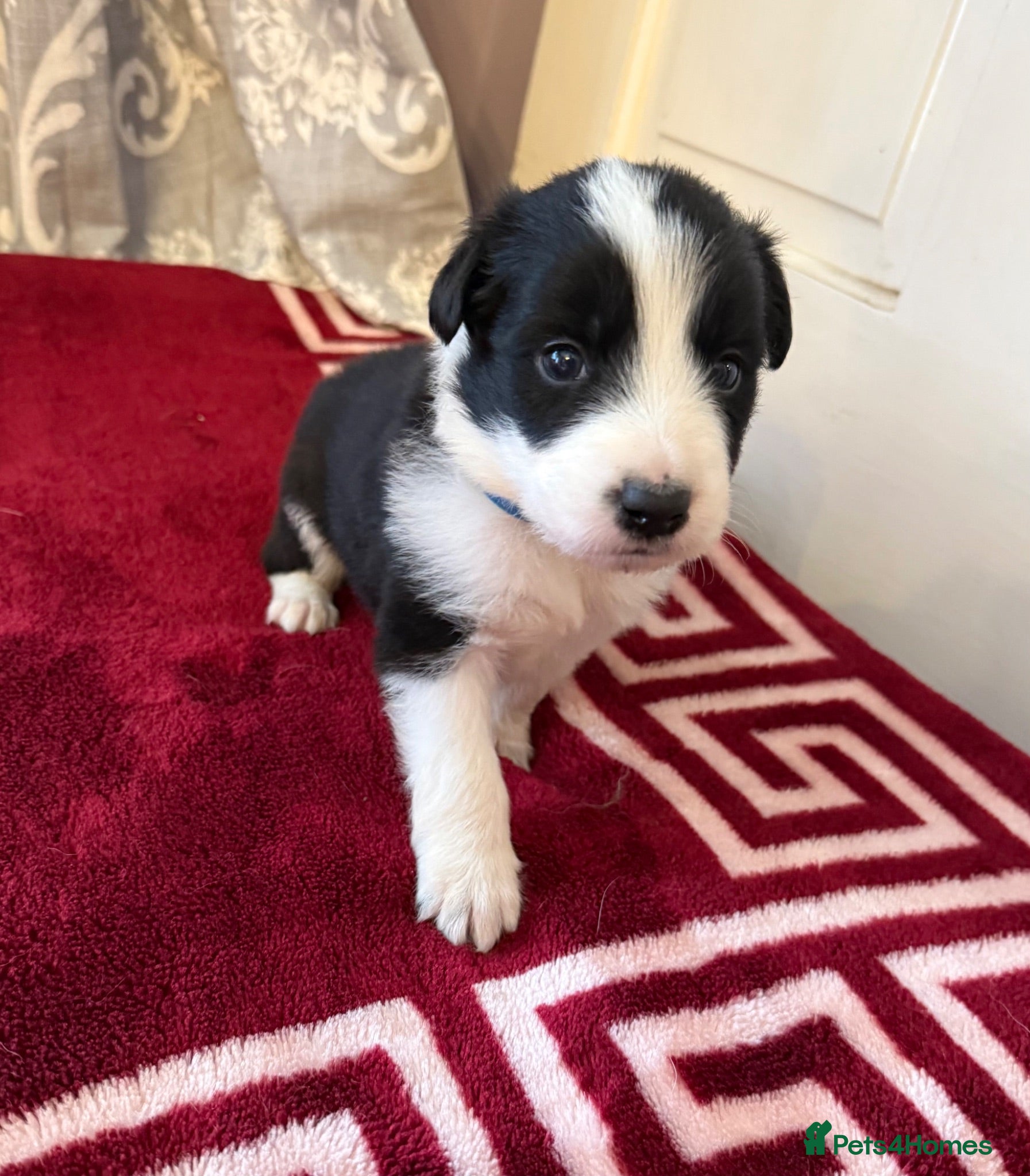 Border Collie dogs Beautiful Border Collie pups.  - Advert 2