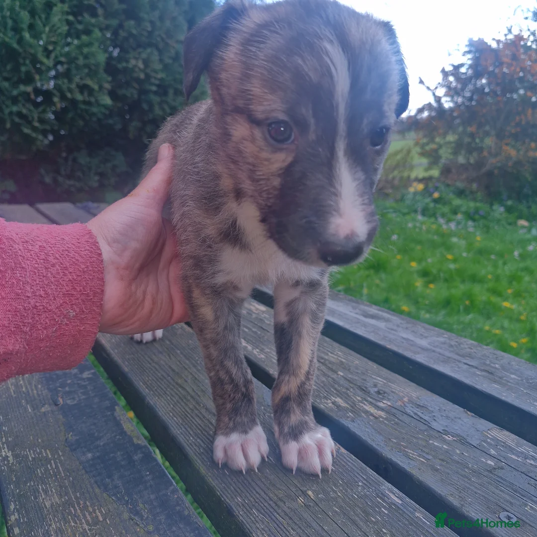 Lurcher dogs for sale: 3 male lurcher puppies.  in Bakewell - Advert 9