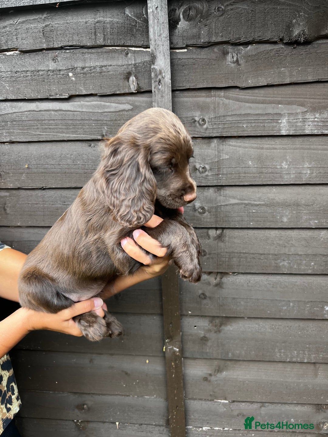 Cocker Spaniel dogs for sale: Cocker spaniel female puppies  - Image 13