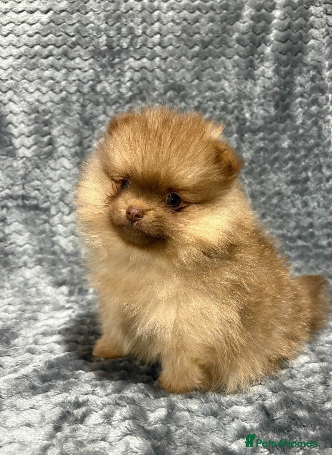 Pomeranian dogs for sale: Lavender/lilac/chocolate/tan pomeranians - Advert 4