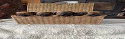 Border Terrier dogs for sale: KC registered border terrier pups  - Advert 4