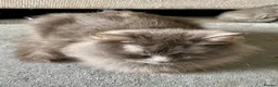 Mixed Breed cats for sale: Beautiful Fluffy Male Kittens x3 - Advert 7