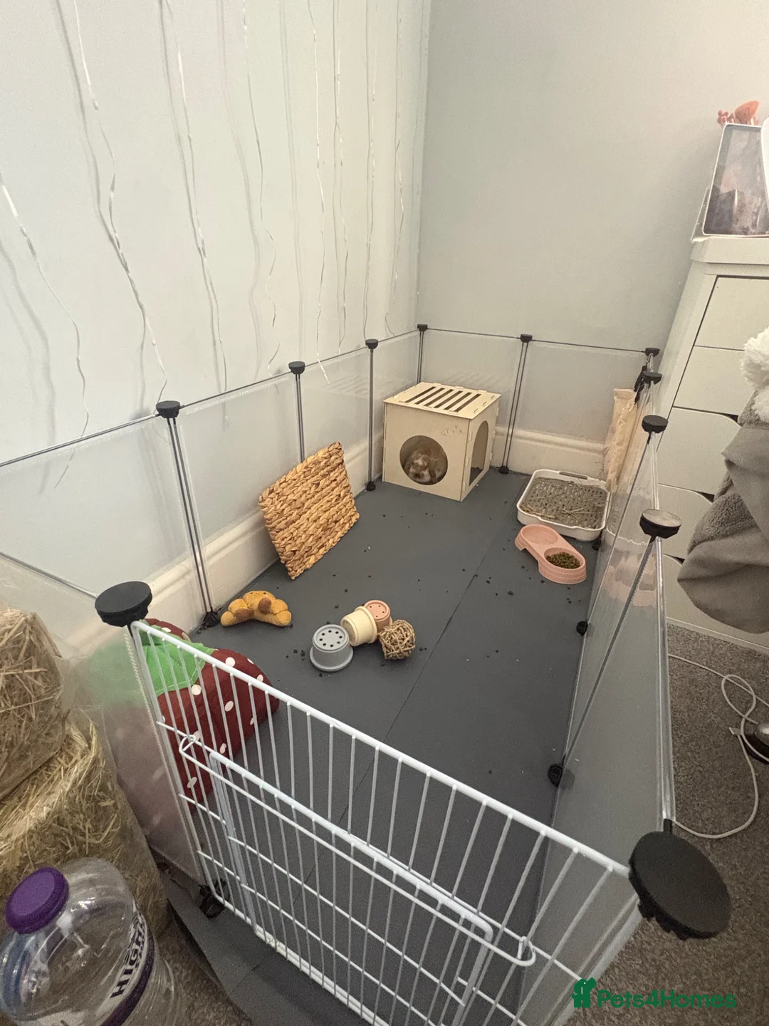 Mini Lop rabbits for sale: baby mini lop for sale  in Coventry - Advert 2