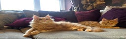 Maine Coon cats for sale: TiCA reg/Parents Fully Health Tested - Advert 9