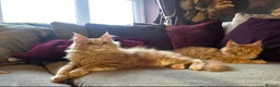 Maine Coon cats for sale: TiCA reg/Parents Fully Health Tested - Advert 9