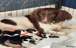 Sprocker dogs for sale: Beautiful Sprocker spaniel puppies ALL GIRLS - Image 21