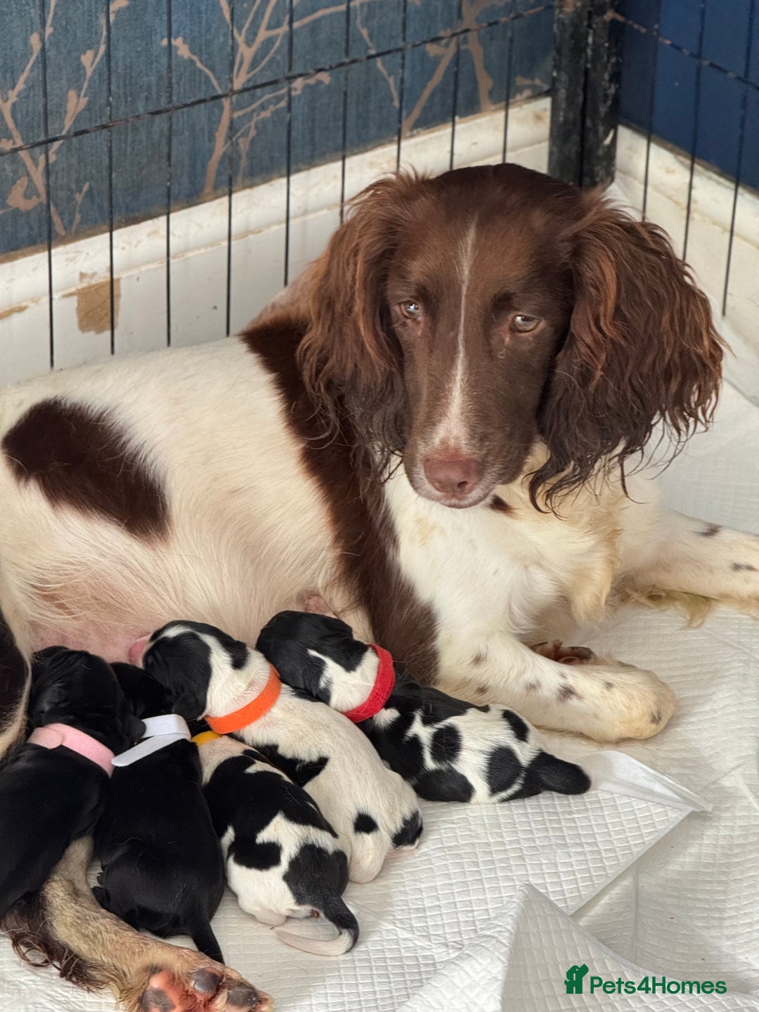 Sprocker dogs for sale: Beautiful Sprocker spaniel puppies ALL GIRLS - Image 21