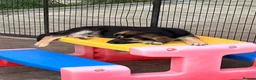 German Shepherd dogs for sale: German shepherd pup - Advert 1