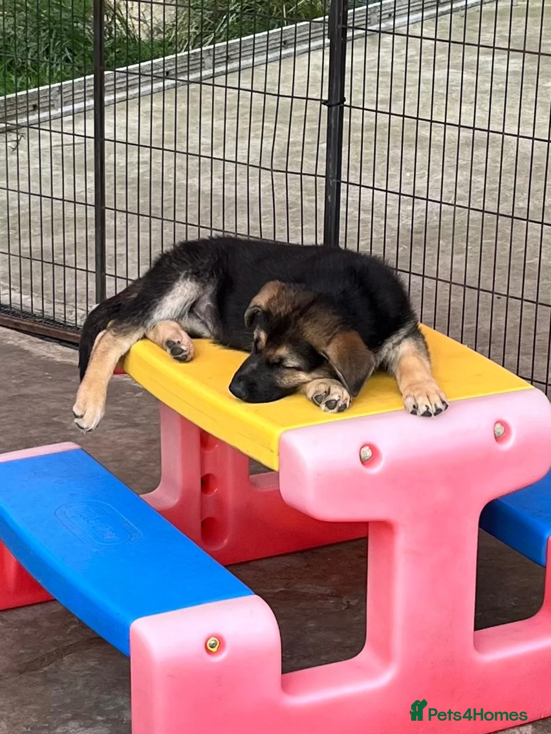 German Shepherd dogs for sale: German shepherd pup - Advert 1