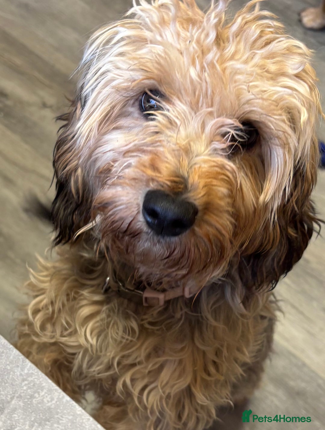 Mixed Breed dogs for sale: Yorkiepoo  - Advert 2