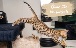 Bengal cats for sale: Dune- Stunning Bengal Boy- TICA with champion line - Image 14