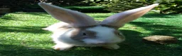 Continental Giant rabbits for sale: PURE Continental Giants - White Eared - Vaccinated - Advert 3
