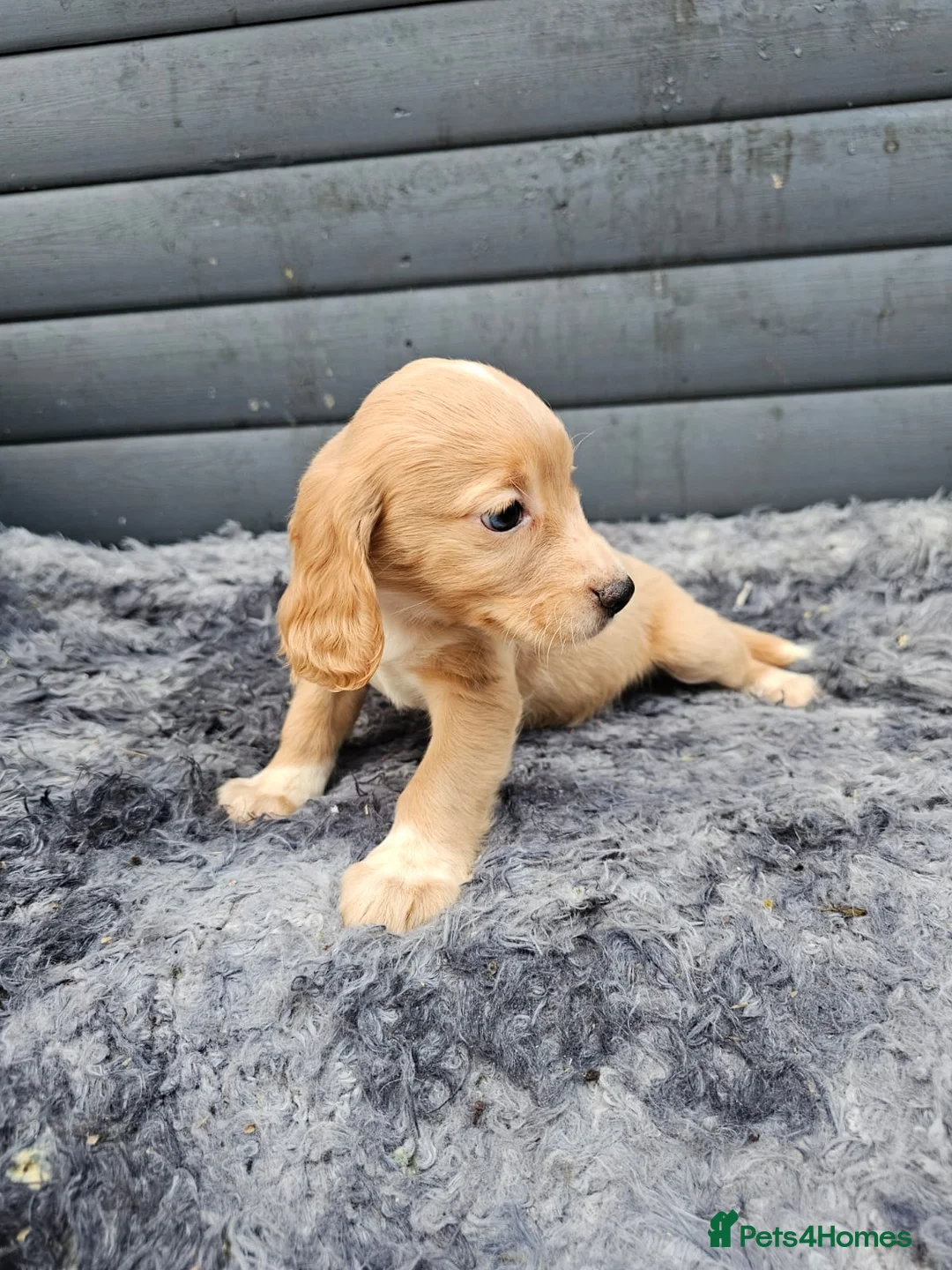 Cocker Spaniel dogs for sale: Cocker spaniels puppys  - Advert 9