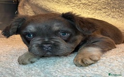 French Bulldog dogs for sale: Beautiful Fluffy Frenchie Pups - Advert 21