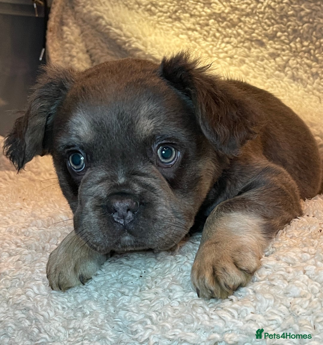 French Bulldog dogs for sale: Beautiful Fluffy Frenchie Pups - Advert 21