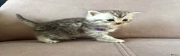 Mixed Breed cats for sale: 🐾✨ BEAUTIFUL FLUFFY PERSIAN-MIX KITTENS ✨🐾 - Advert 10