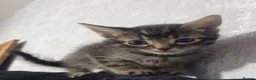 Mixed Breed cats for sale: maine-coon x - Advert 3