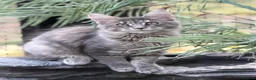 Maine Coon cats for sale: TICA Registered Maine Coon Kittens - Advert 3