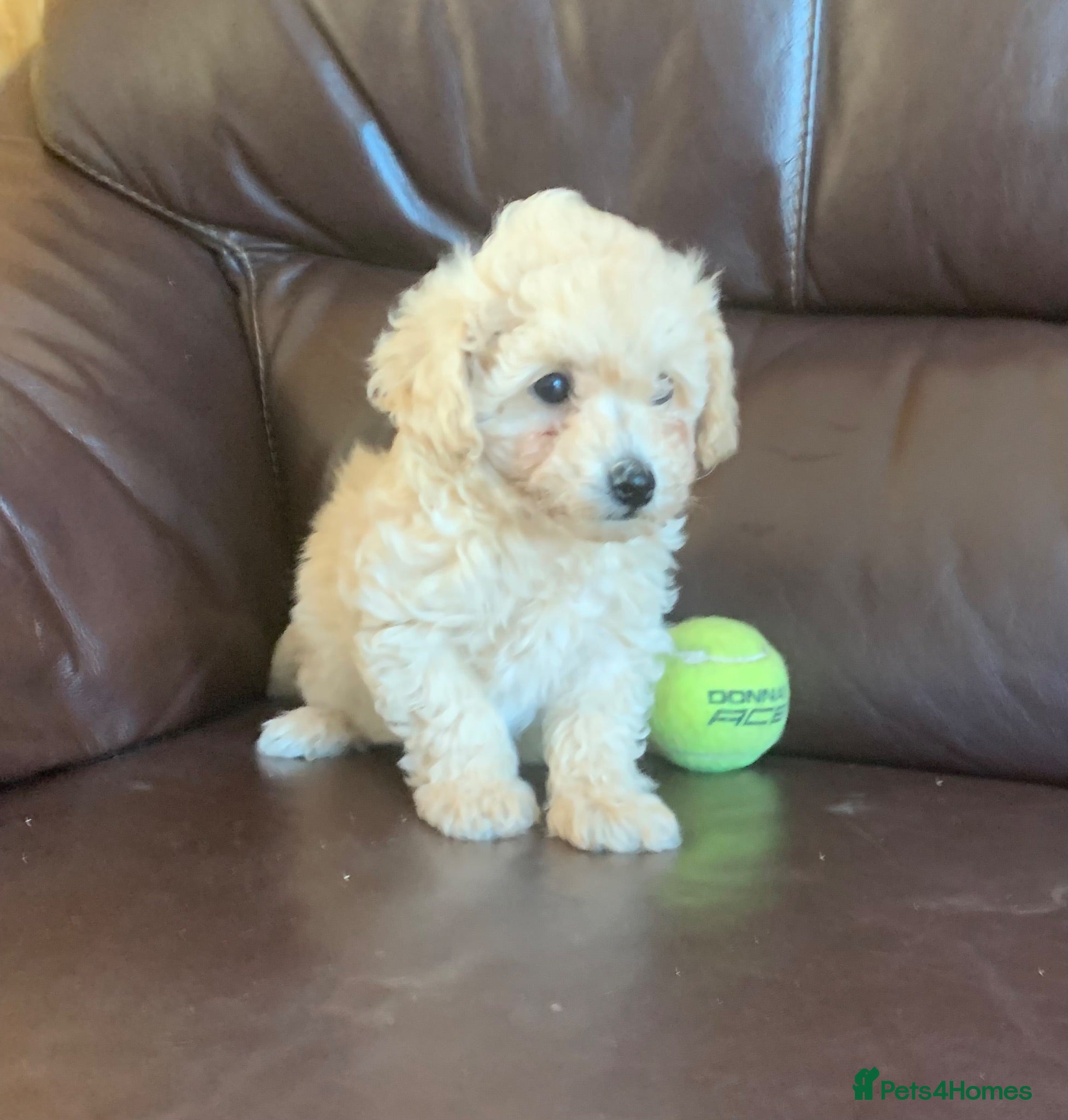 Poochon dogs Outstanding Poochon puppies  - Advert 2