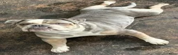 English Bulldog dogs for sale: Beautiful English Bulldog in Nottingham - Advert 2