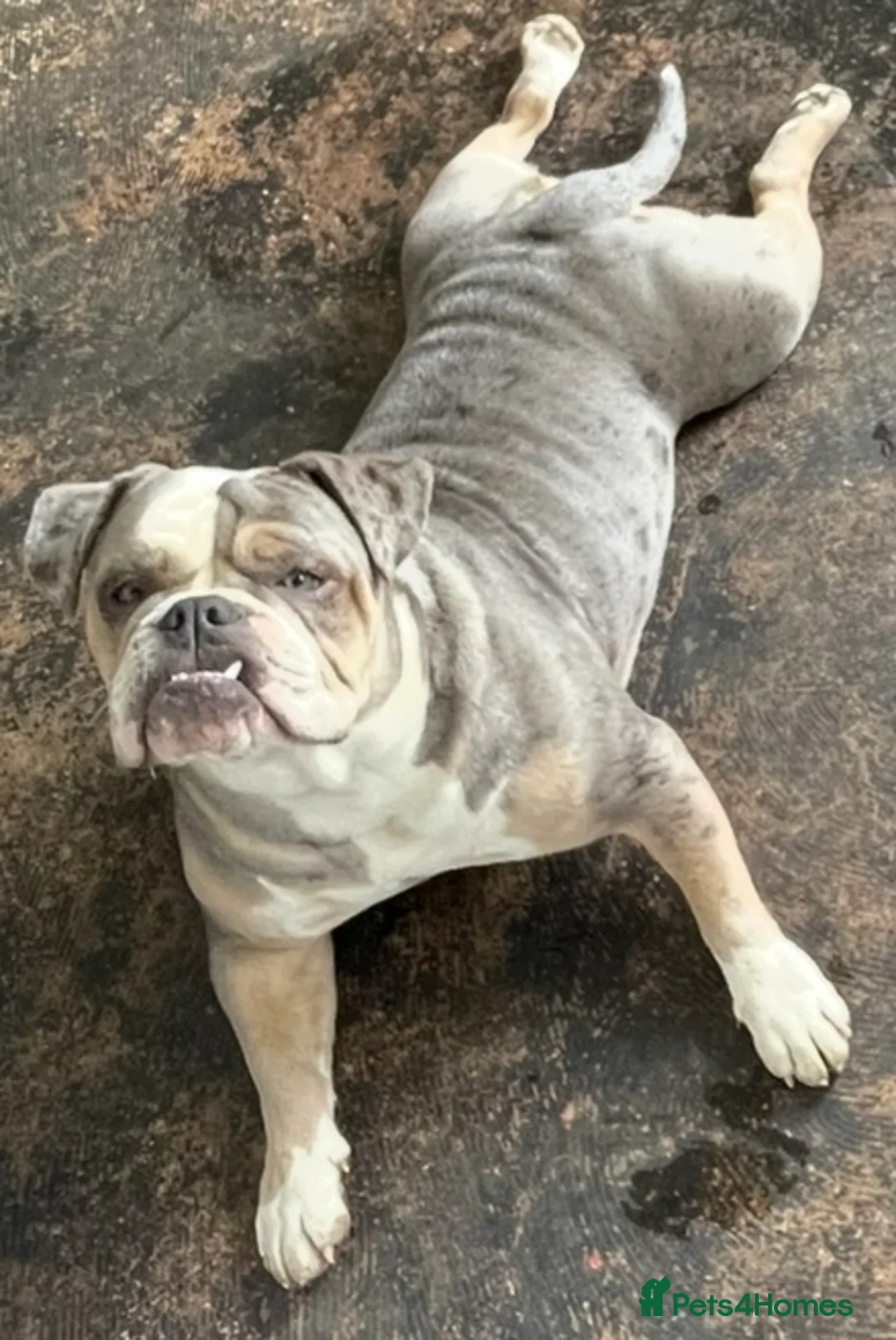 English Bulldog dogs for sale: Beautiful English Bulldog in Nottingham - Advert 2